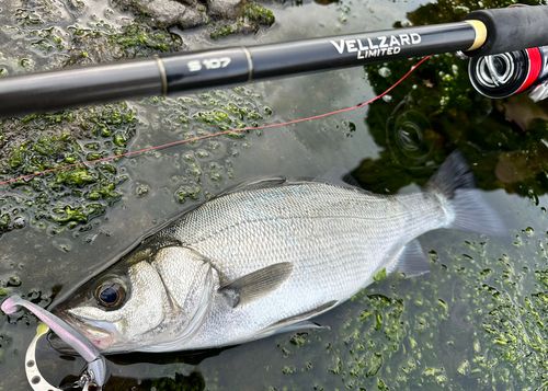 ヒラスズキの釣果