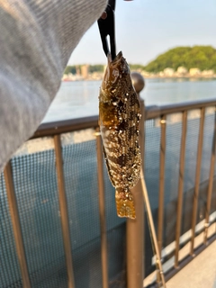 アイナメの釣果
