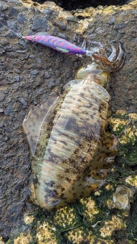 アオリイカの釣果