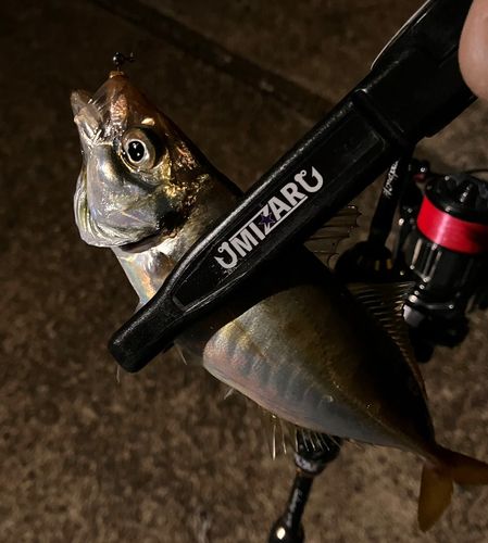 マアジの釣果
