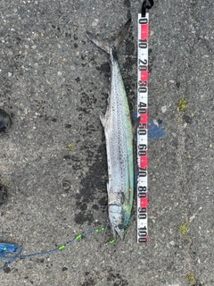 サワラの釣果