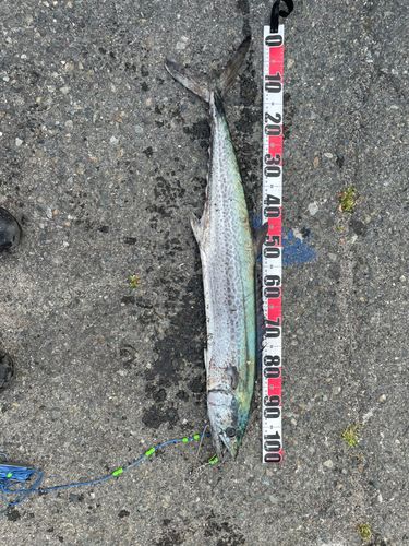 サワラの釣果
