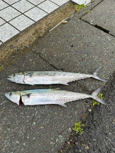 サゴシの釣果