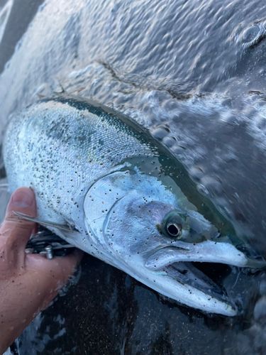 サクラマスの釣果