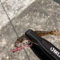 アナハゼ