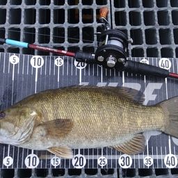 スモールマウスバス