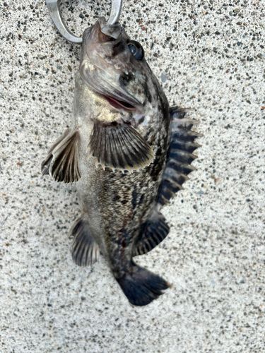 クロソイの釣果