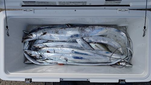 タチウオの釣果