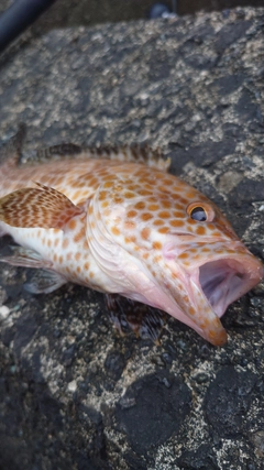 オオモンハタの釣果