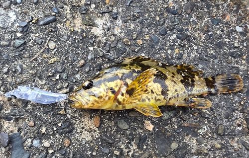 タケノコメバルの釣果