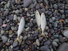 ワカシの釣果
