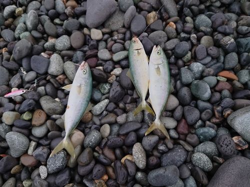 ワカシの釣果
