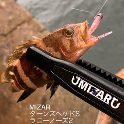 アオハタ