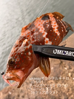 キジハタの釣果