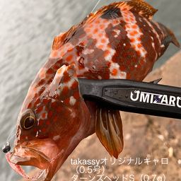 キジハタ