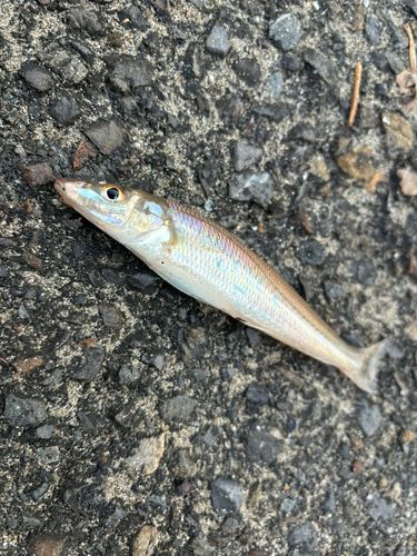 キスの釣果