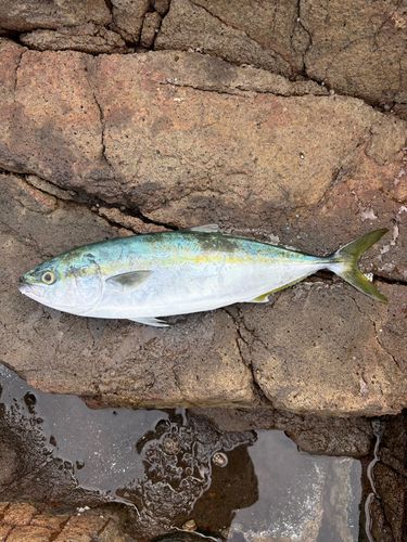 イナダの釣果