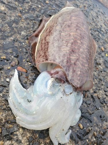 スミイカの釣果