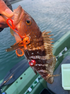 タイの釣果