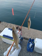 キスの釣果
