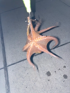タコの釣果