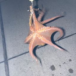 タコ