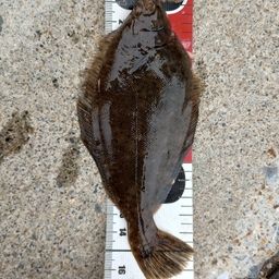 カレイ