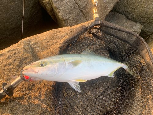 ヤズの釣果