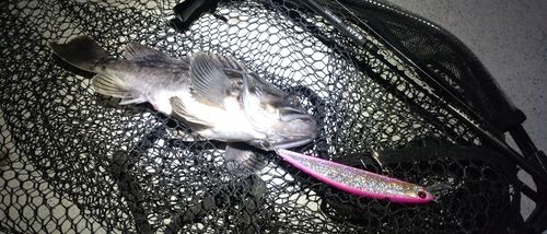 クロソイの釣果