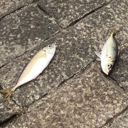 アジ