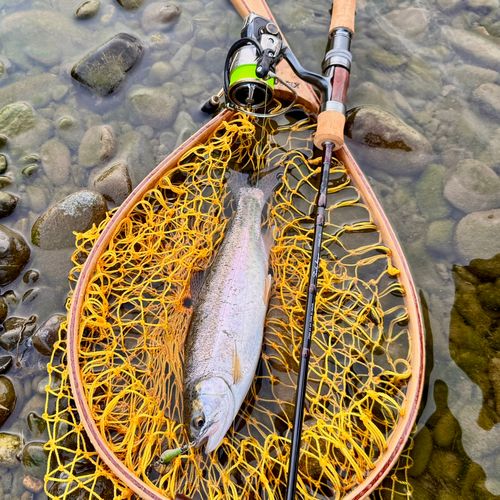 ニジマスの釣果