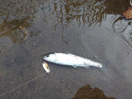 ヤマメの釣果