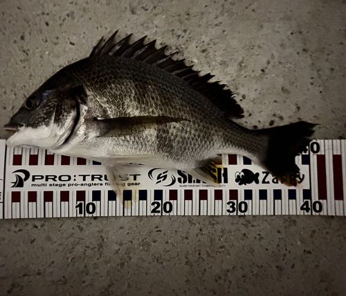 キビレの釣果