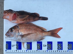 マダイの釣果