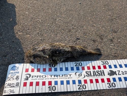 ショウサイフグの釣果