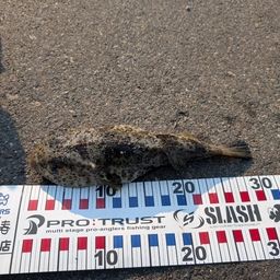 ショウサイフグ