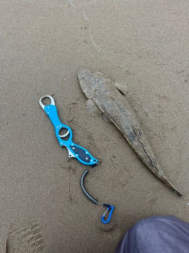 マゴチの釣果