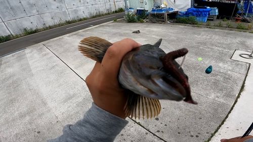 アイナメの釣果
