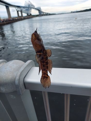 アカオビシマハゼの釣果