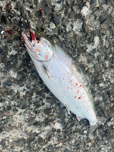 サクラマスの釣果