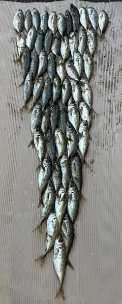 マアジの釣果