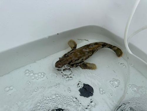ベッコウゾイの釣果