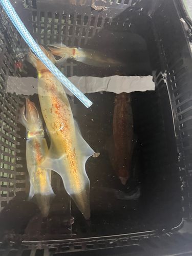 釣果