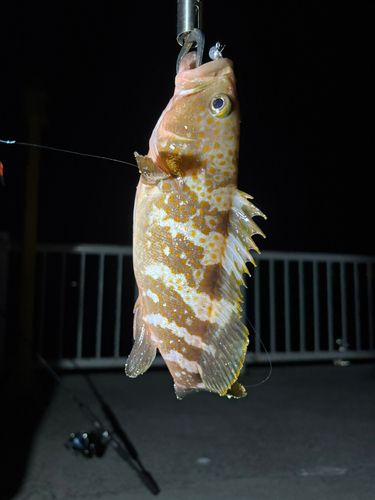 アコウの釣果