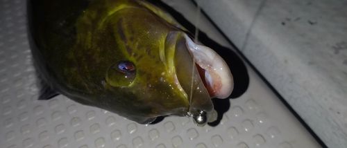 アイナメの釣果
