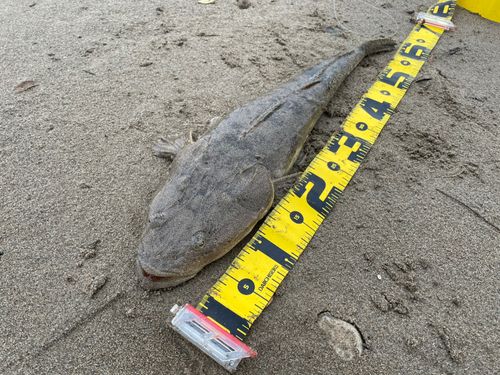 マゴチの釣果