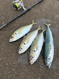 マアジの釣果