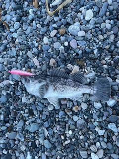 ソイの釣果