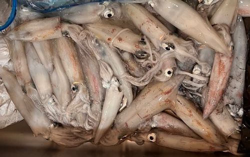 釣果
