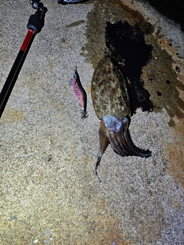 コウイカの釣果